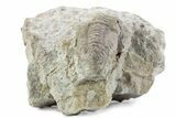 Bargain, Partial Estoniops Exilis Trilobite - Russia #363258-1